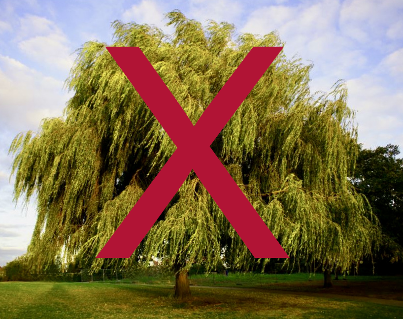 Weeping Willow